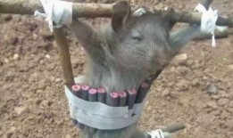 范哥爆料老鼠是真的吗视频,老鼠视频真相揭秘